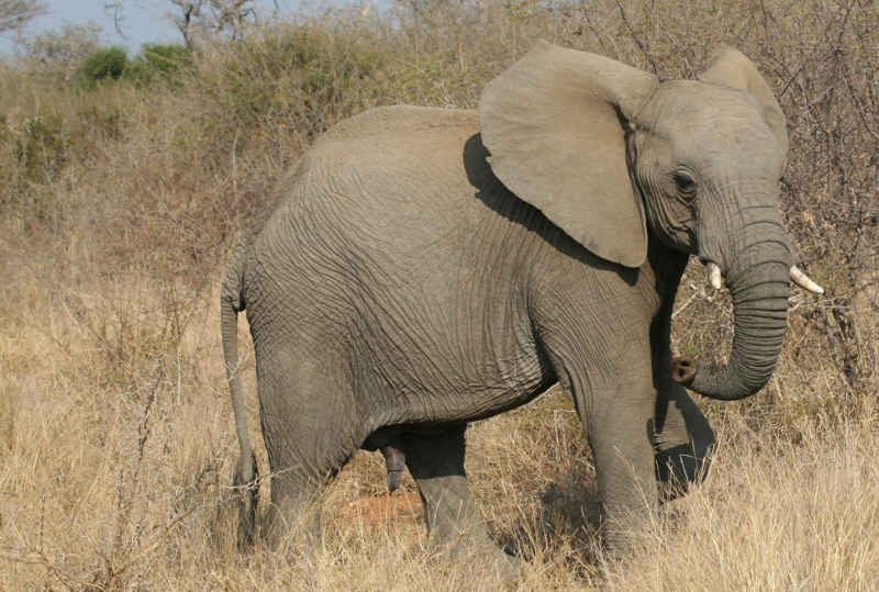 La fimosi a proboscide è caratterizzata da un prepuzio esuberante